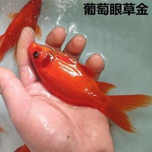 蜂目豺声