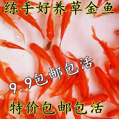 汲汲皇皇