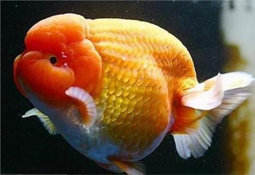 流言飞语