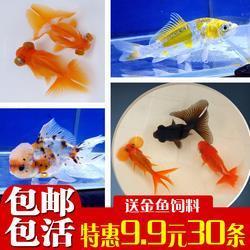 临深履尾