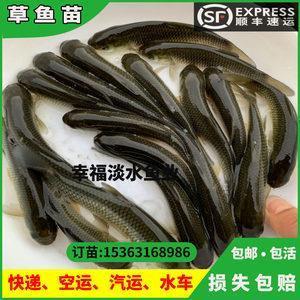 梦幻泡影