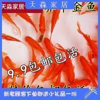 竹杖芒鞵