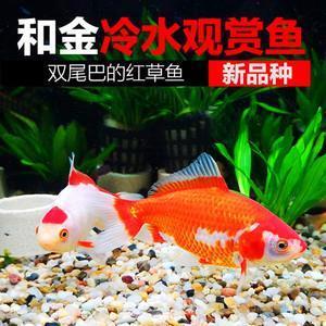 璧合珠连