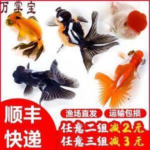 鸡犬桑麻