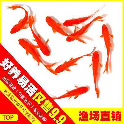 子皆豚犬