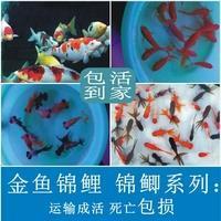 老子婆娑