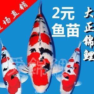 上不属天，下不着地