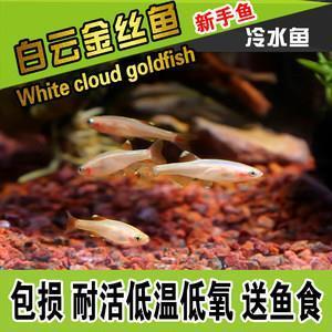 藏污納垢