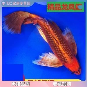 观瞻所系
