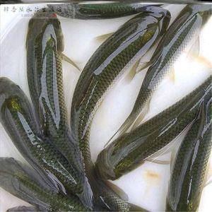 张皇失措