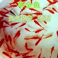 灌水取球