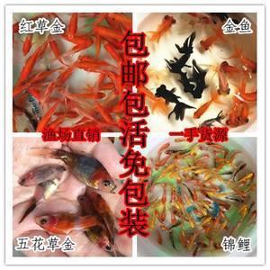 生不如死