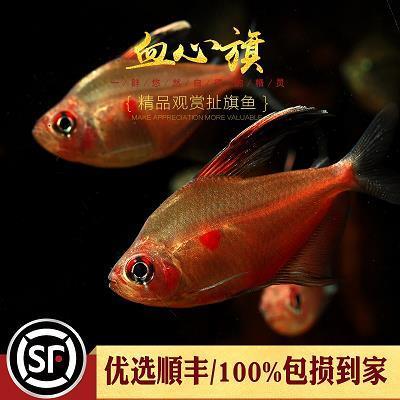 京辇之下