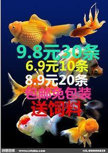杨花心性