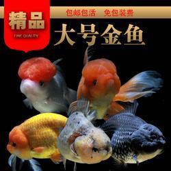 数九寒冬