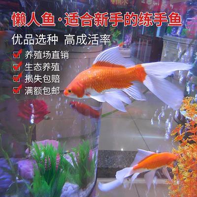 潜踪匿影