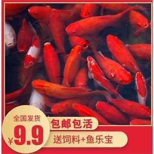 兰芷之室
