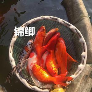 阿旨顺情