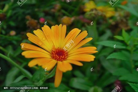 牛头阿旁