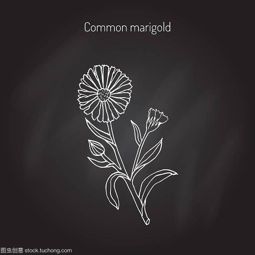 乌踆兔走