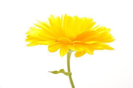 心花怒开