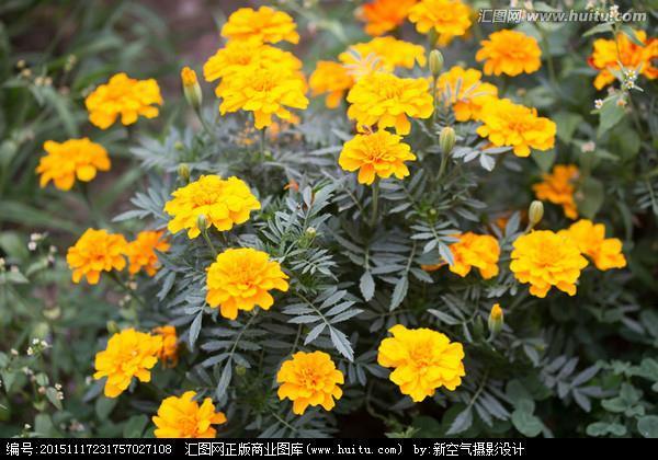 削铁如泥