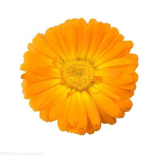 六出冰花