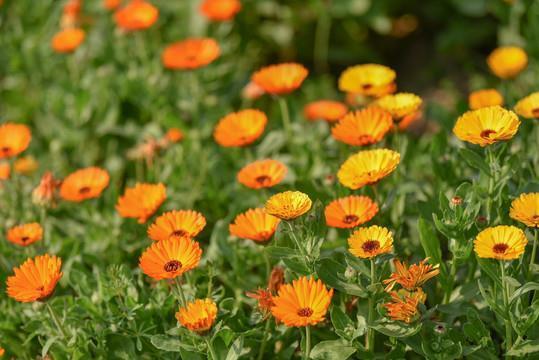 折节向学