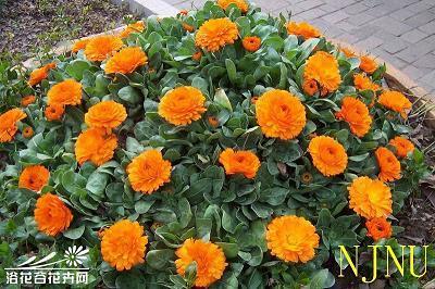 大愚不灵