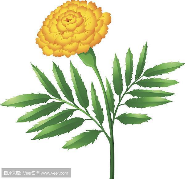 轻裘缓辔