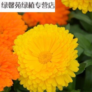 捶床拍枕