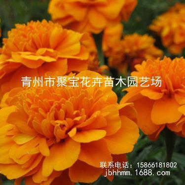 大大小小