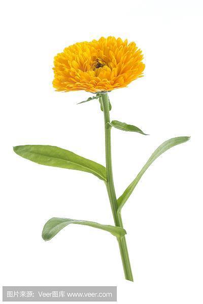 牝咮鸣辰