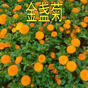 遐迩闻名