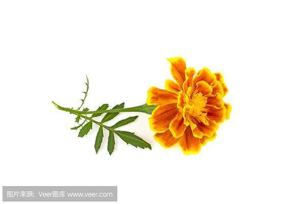 信及豚鱼