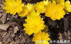 肝胆秦越