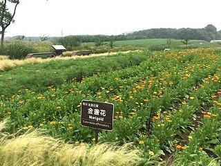 桑弧蒿矢