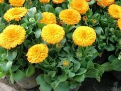 夏虫朝菌