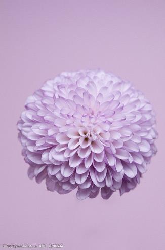 蚤谋先定