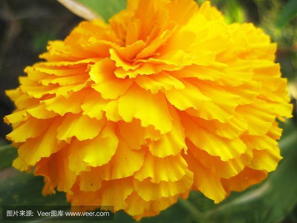 舐犊情深