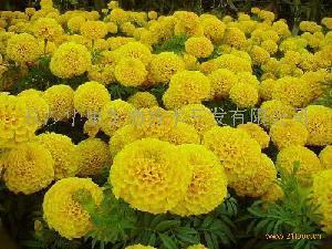 打着灯笼没处寻