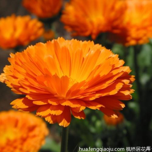 欺世惑俗