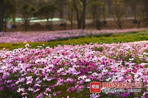 衰草连天