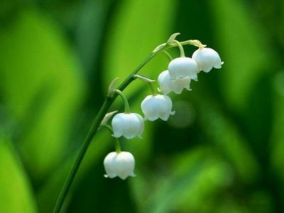 教师节祝福一句话向日葵