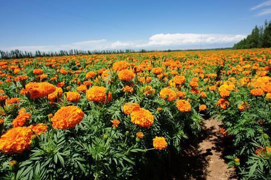 烟花风月