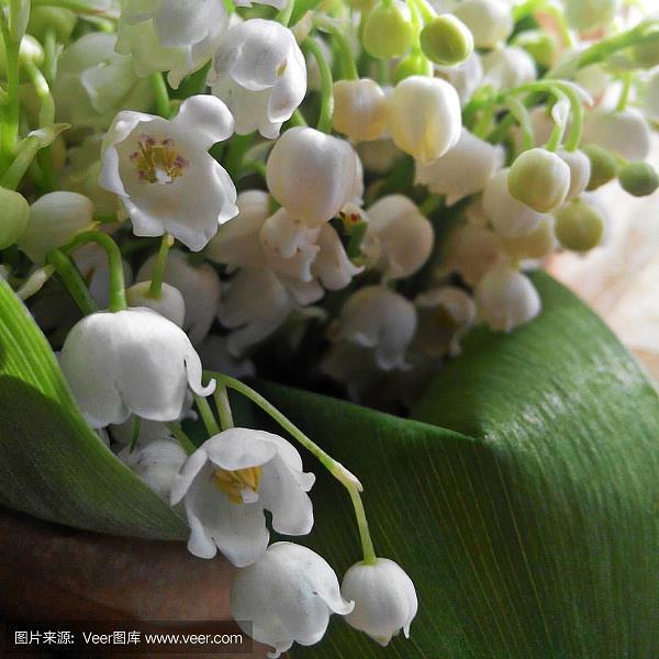 豁然确斯