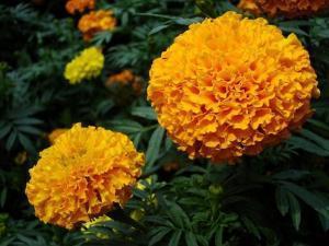进退两难