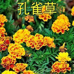 九死一生