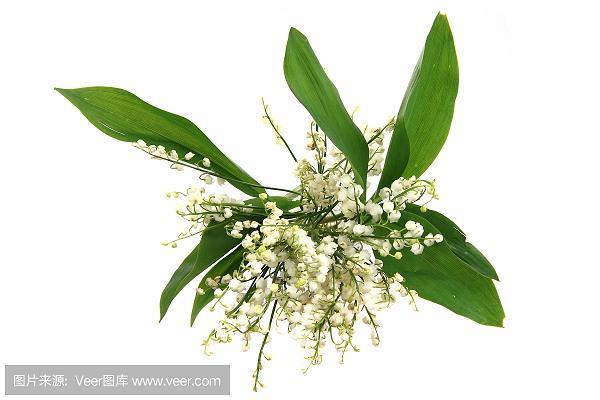 鸡年公司年会拜年词