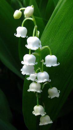 如花似玉